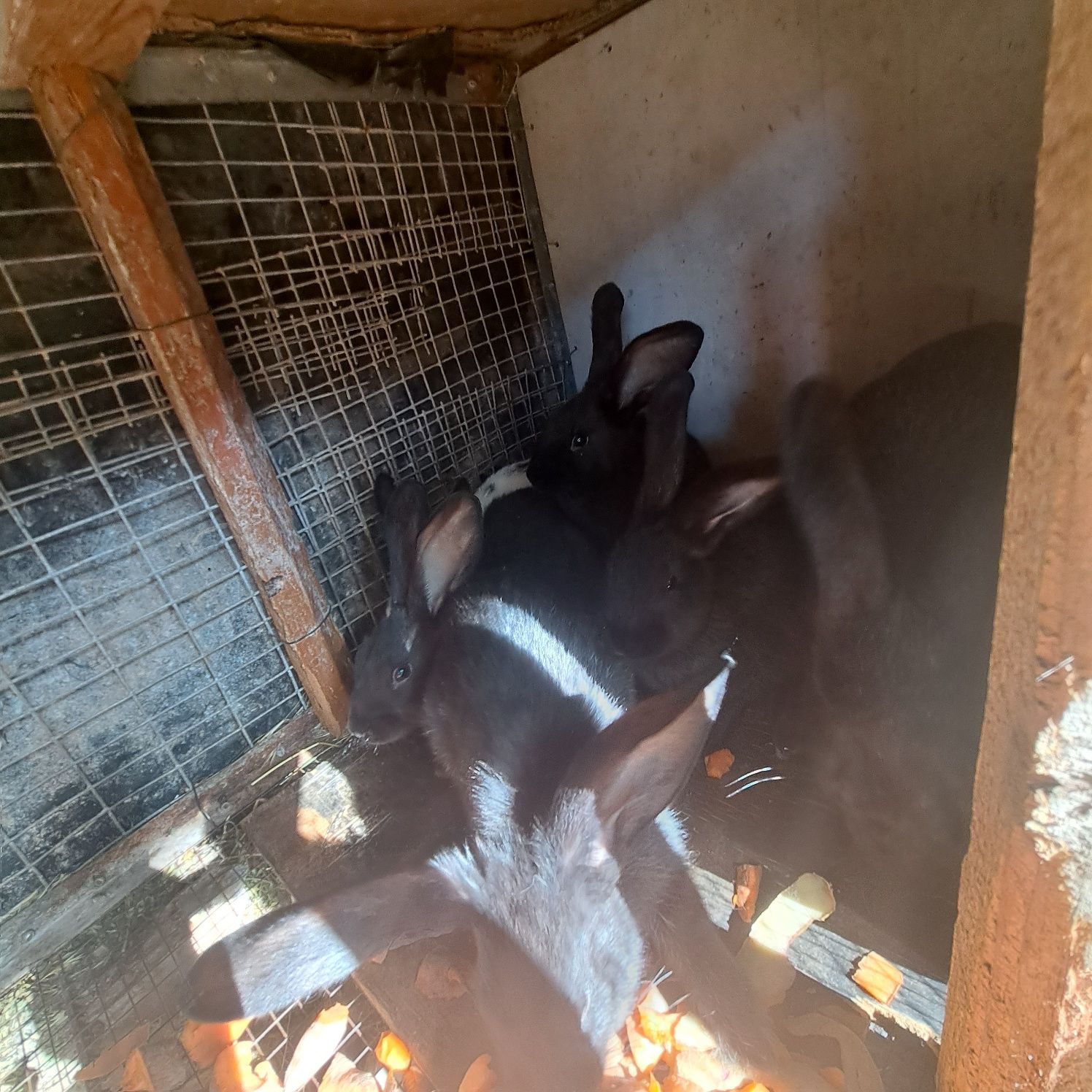 Quyon bo'lalari sotiladi.