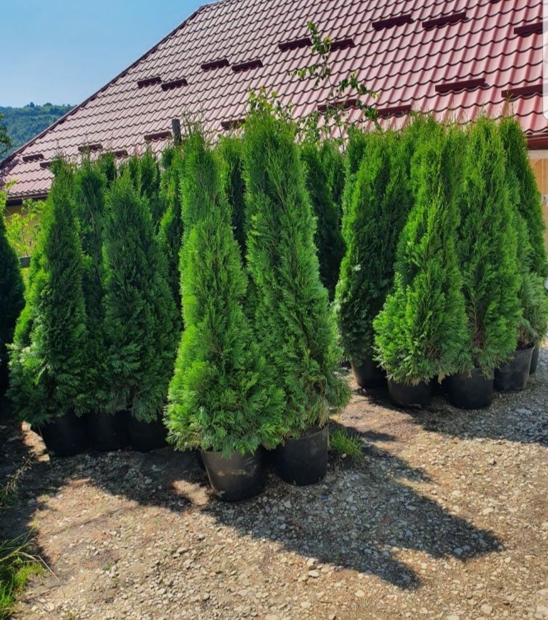 Plante la ghiveci.Pentu terasă sau balcon .Tuia smarald.Ofer transport