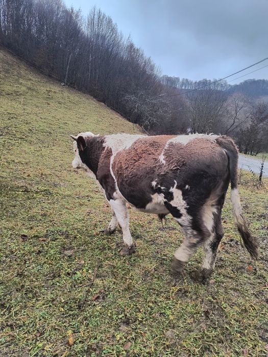 Vând taur bălțat!
