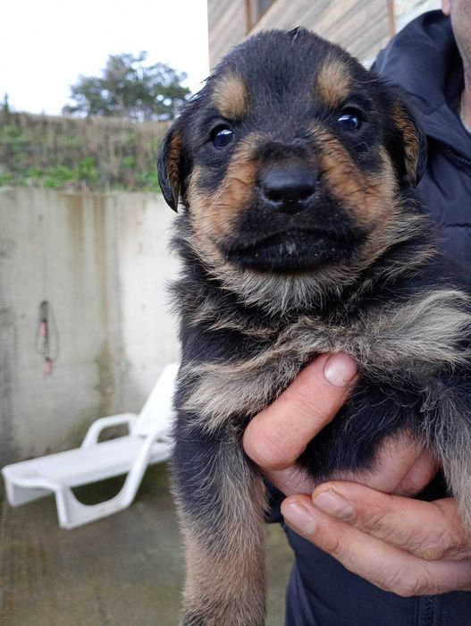 Подарявам малки ротвайлери