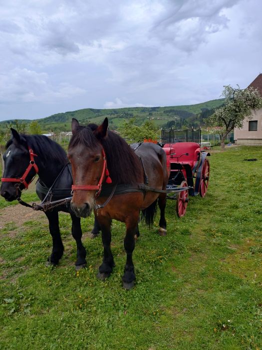 Se vinde iapă de 6 ani
