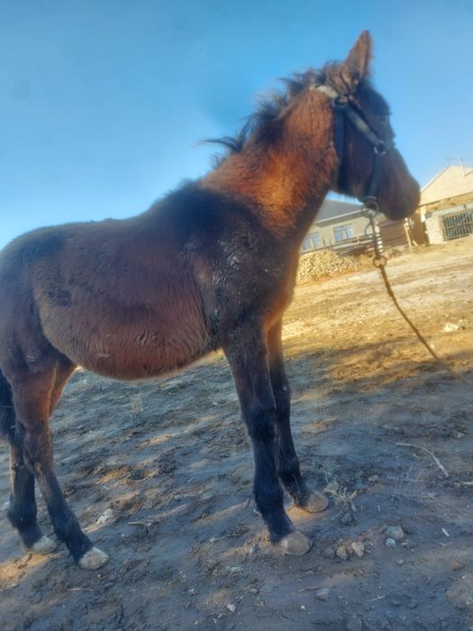 Жабагы сатылады 150 ге берем куйы жаксы