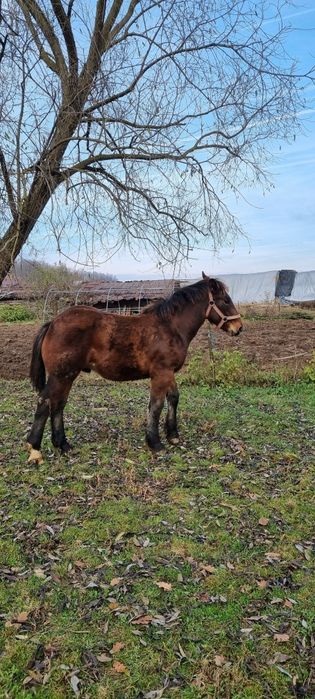 Vând mânz  semigreu