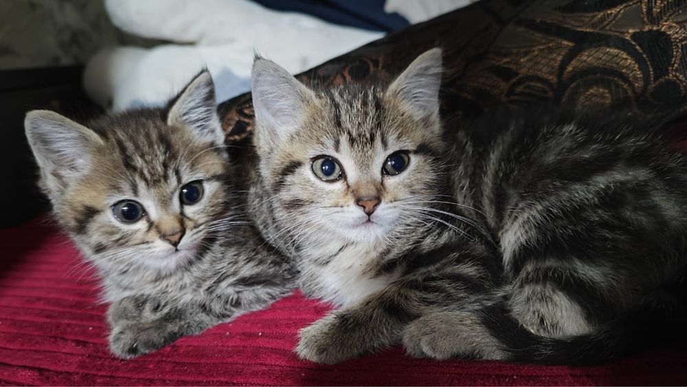 Отдам игривых котят