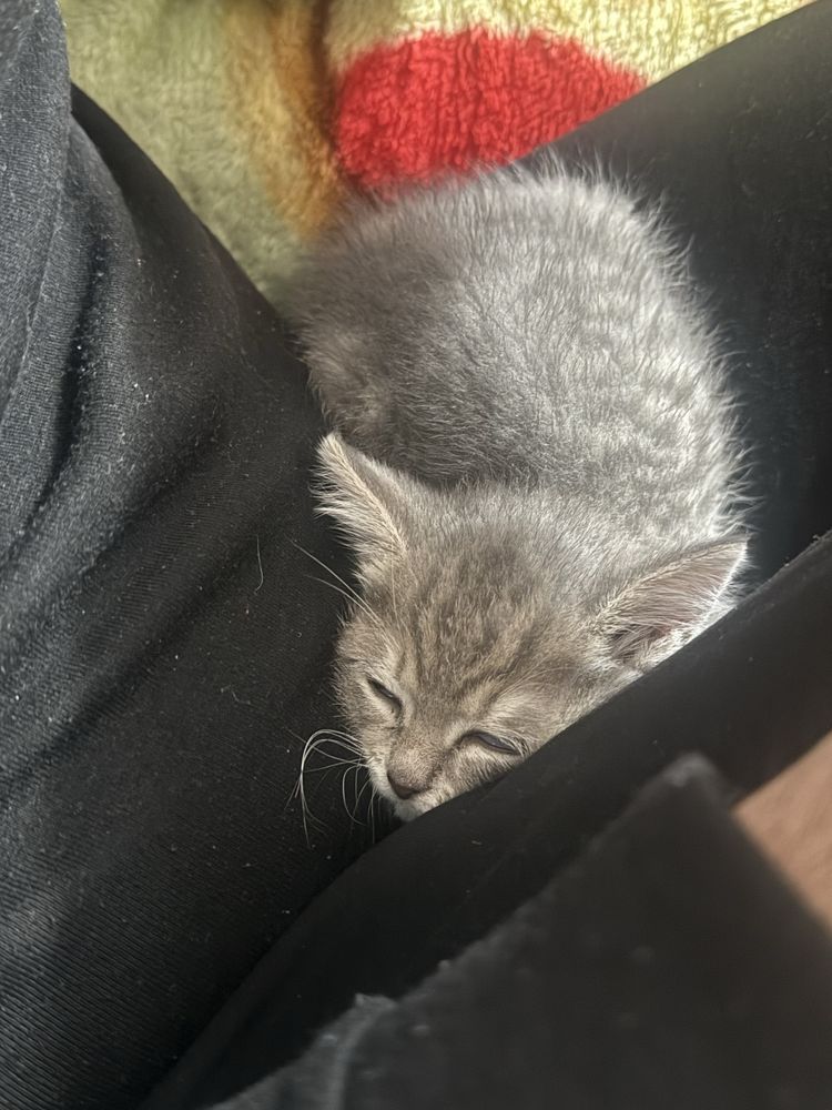 Котята продается 2мес