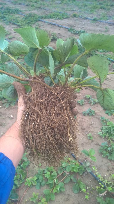 Stoloni de căpșuni  -soi remontant 1,5lei/buc– soi unifer – 1 lei/buc