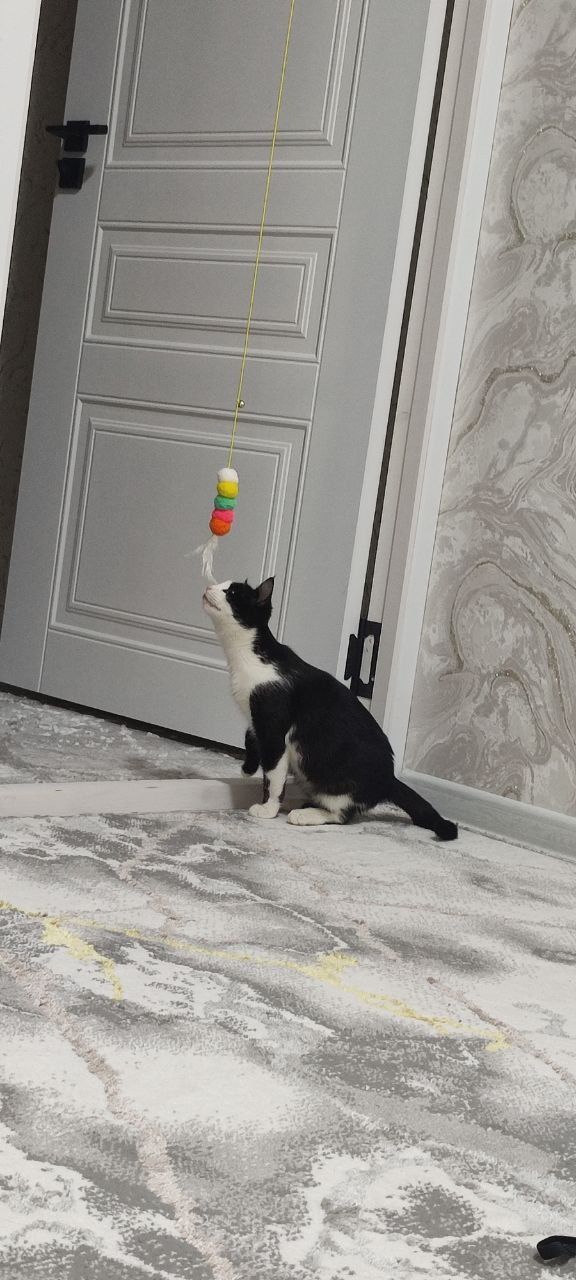 Oʻgʻil bola mushuk yaxshi qoʻllarga beriladi