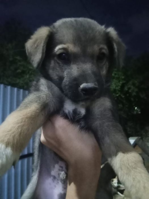 Отдам щенят в добрые руки