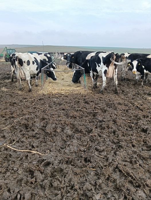 Vând 20 de vaci mulgătoare