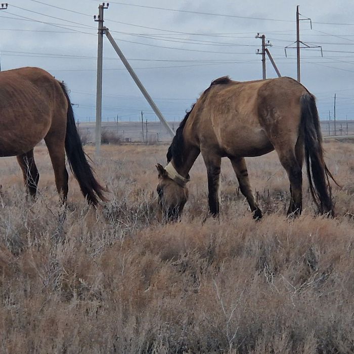 Кула бие сатылады