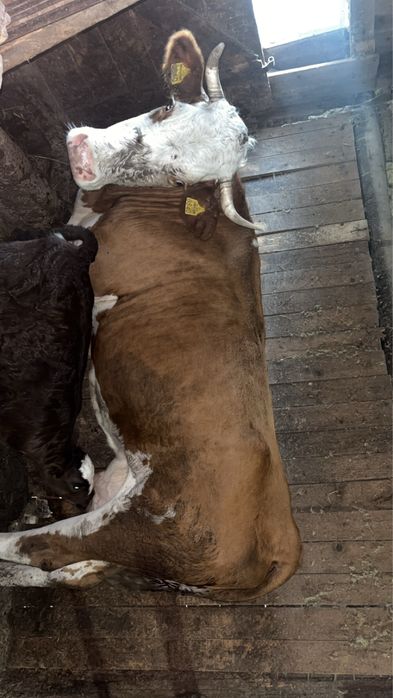 Vand vacă băltata romaneasca