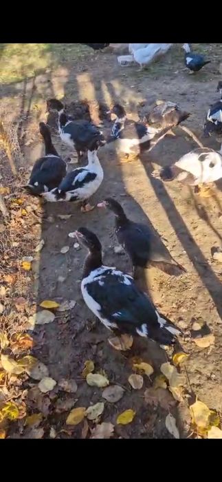 Rate lesesti de vanzare