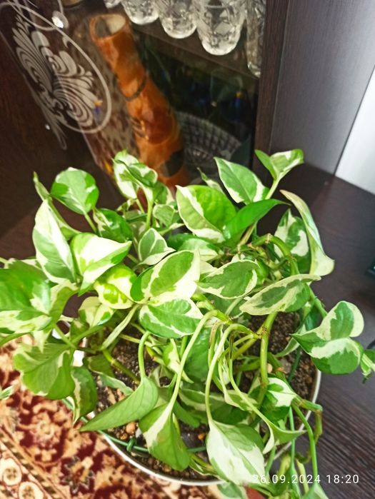 Цветок в горшке домашний