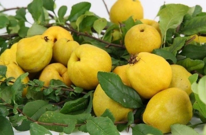 Pomi Fructiferi Străvechi Glia Strămoșească (Soiuri De Gutui )