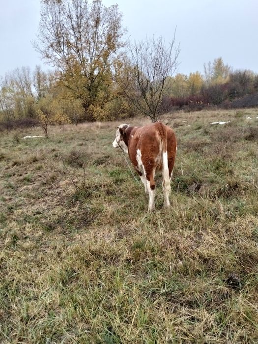 De vânzare juninca bălțată românească de 11 luni din vaca buna de lapt