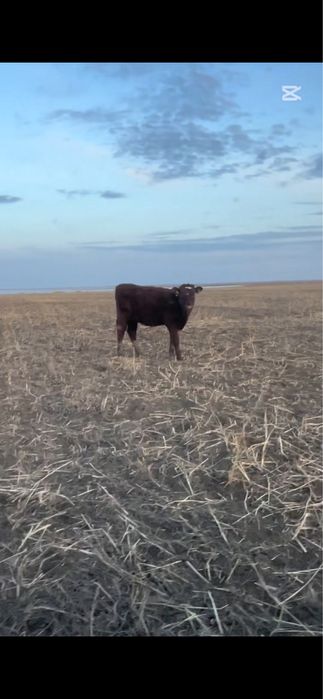 Продам подсосы 10 голов