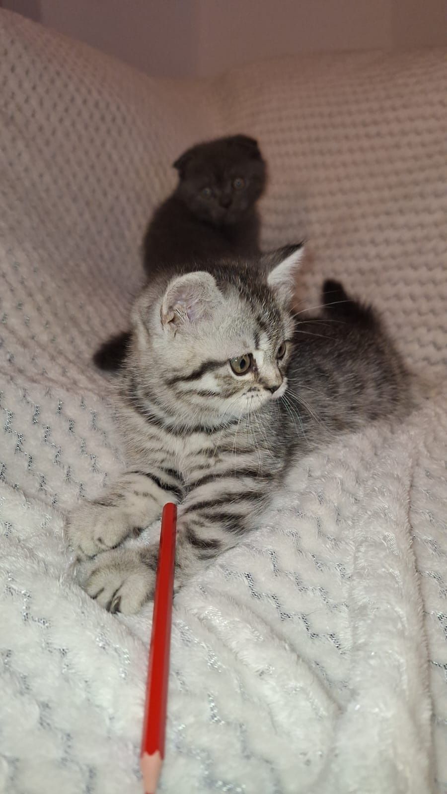 Scottish fold blue