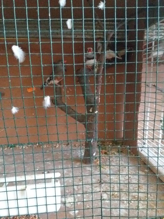 Perusi si zebre australiene.