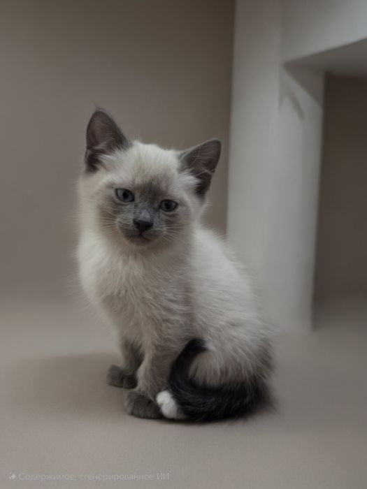 Отдам котят в хорошие руки!