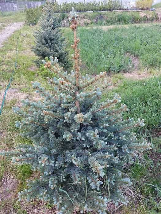Pachet 50 buc. puieti molid argintiu 4 ani-Picea Pungens Glauca Kaibab