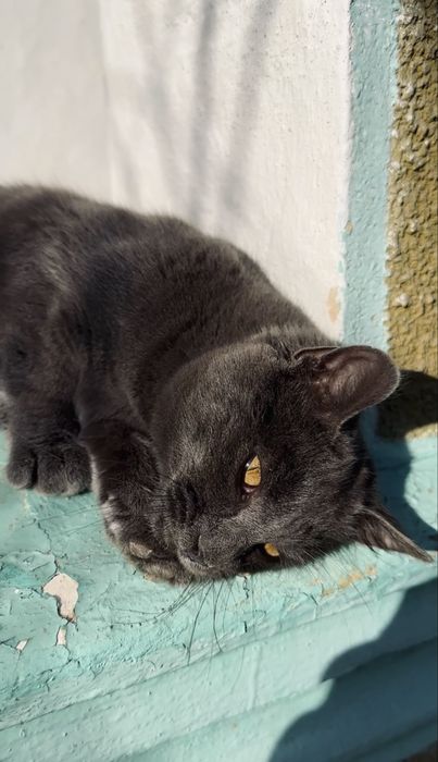 Pisicuțe spre adopție