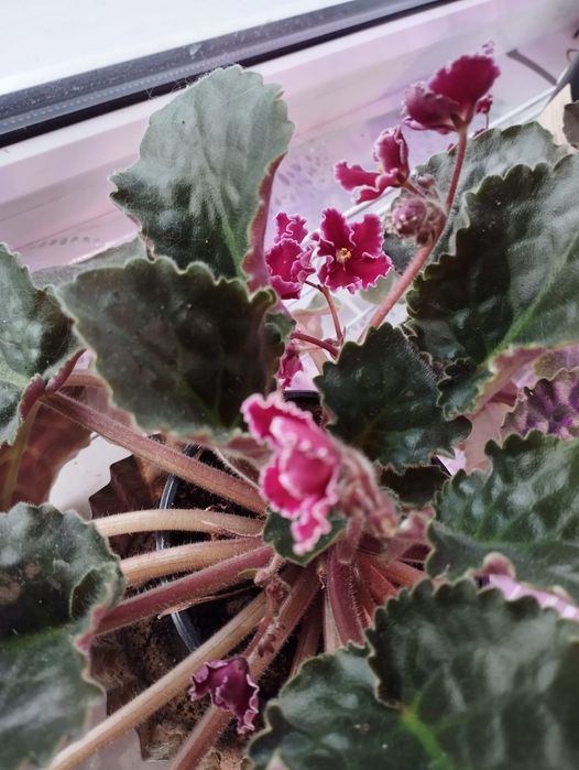 Цветы домашние,фиалки,драцена,эписция,алое,хлорофитум,ибегония