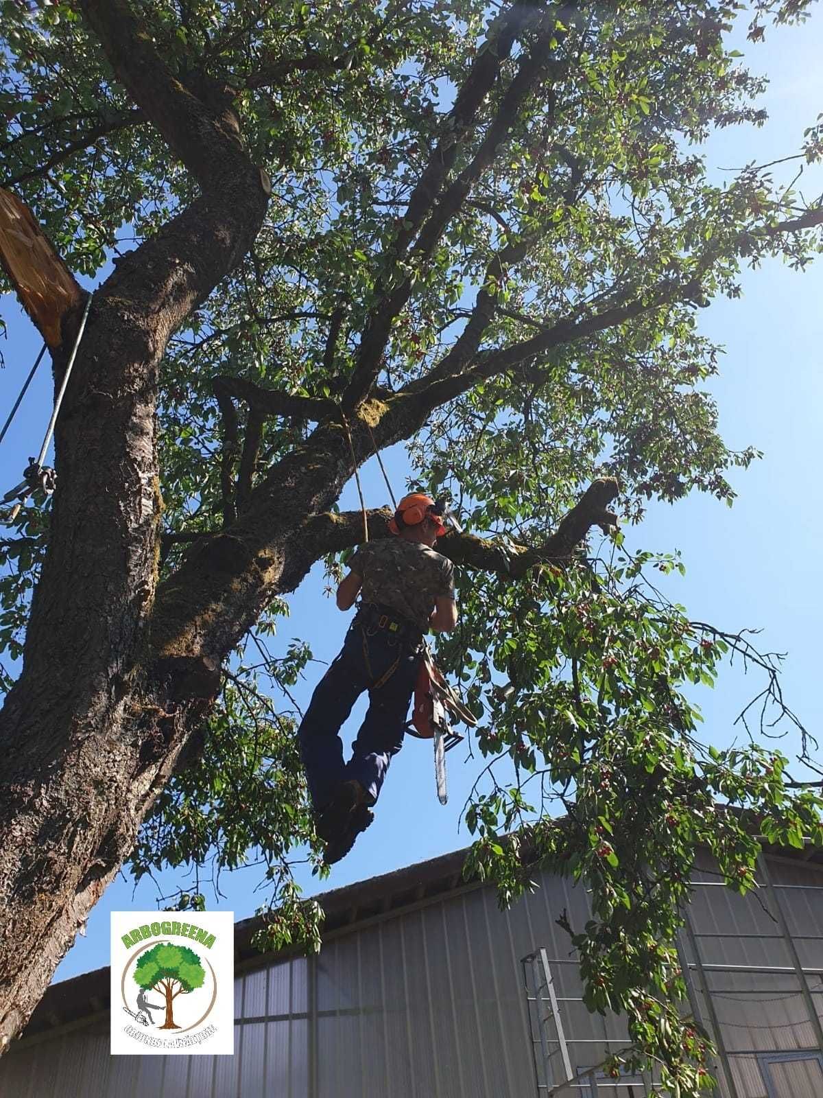 taieri copaci, elagaj, toaletat copaci, lucrări arboristice și alpinsm