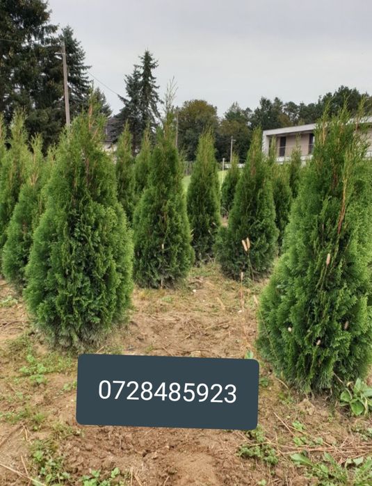 Tuia scoși din pepeniere proprie/ thuja occidentallis columnaris.gazon
