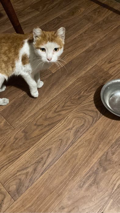 Пропала кошка вознаграждение сто тысяч