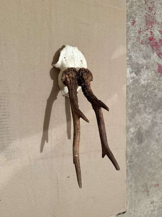 Продавам трофей от срънзак