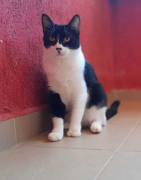 Adoptie pisica neagra castrata Seherezada