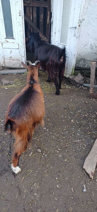 De vânzare 3 capre si un țap sannen