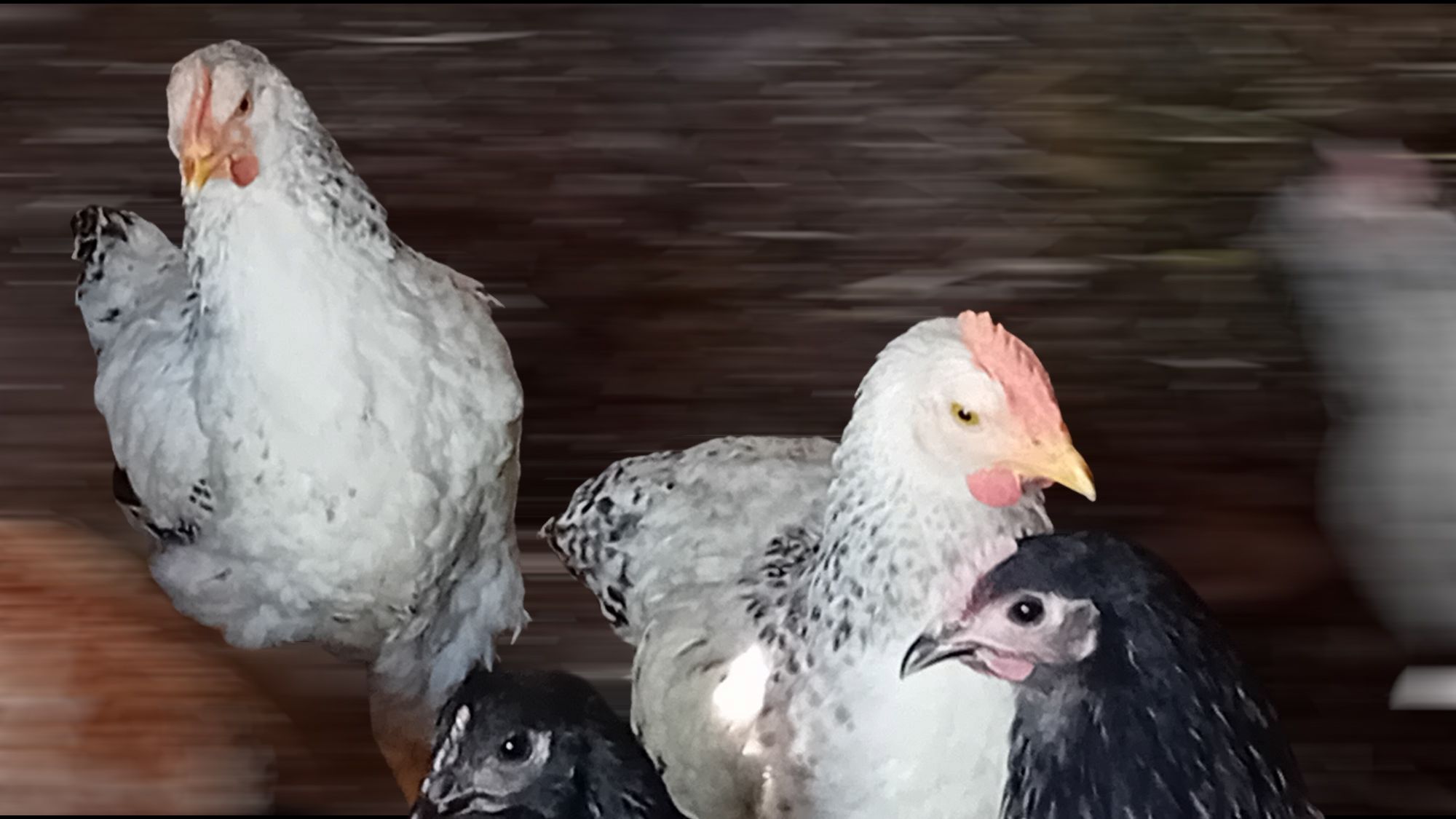 Vând cocoși albi de curte