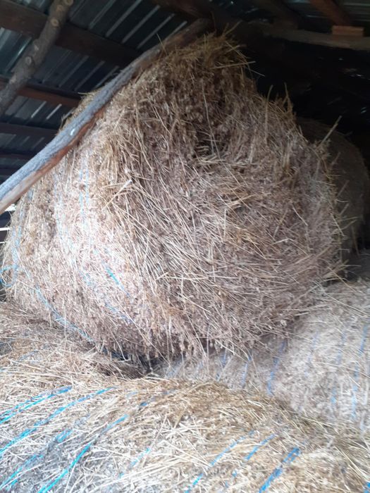 Vând baloti lucernă