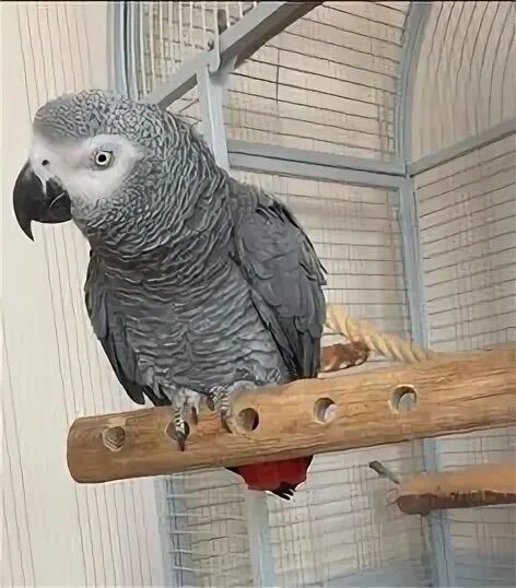 Попугай Жако готовая пара