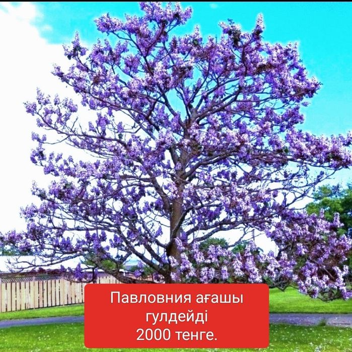 *Павловния Ағаш көшеті сатылады.Сорты-Фте. Суыққа төзімді болады.