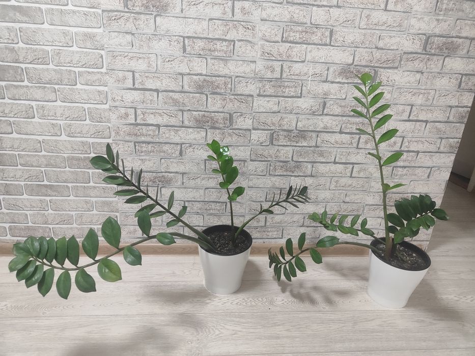 Замиокулькас ( долларовое дерево)