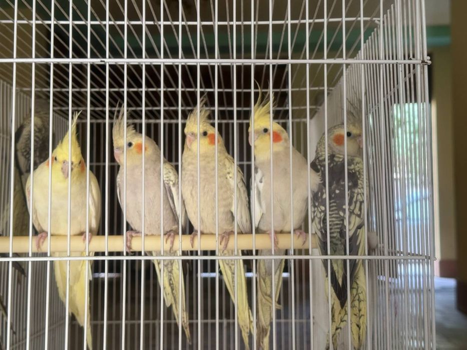 Корелла сотилади