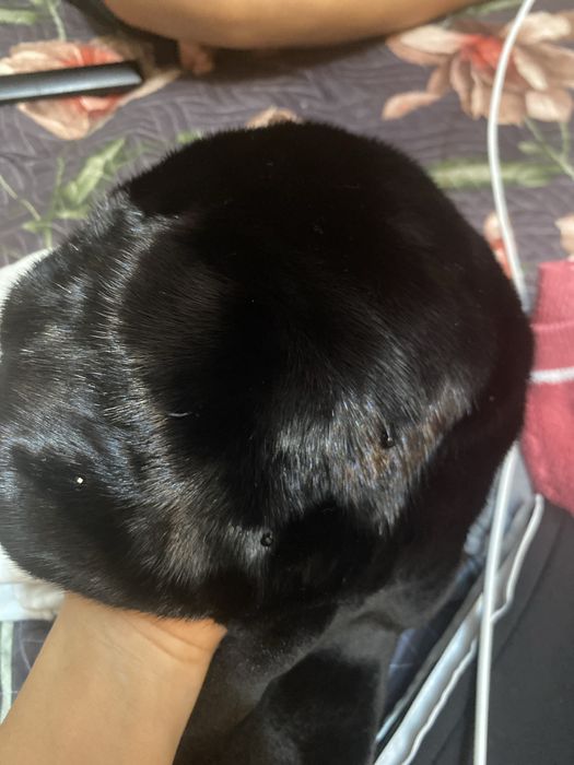 Норковый шапка 2 рет кана килген