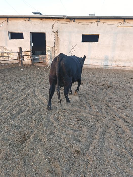 она бола ангус биринчи қорин