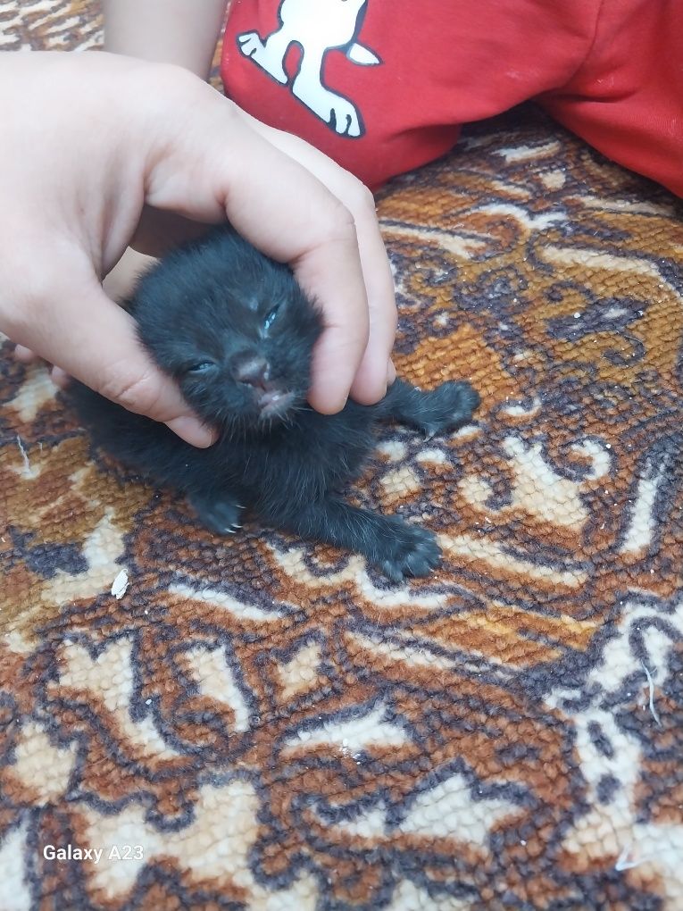 Кошки продаётся.