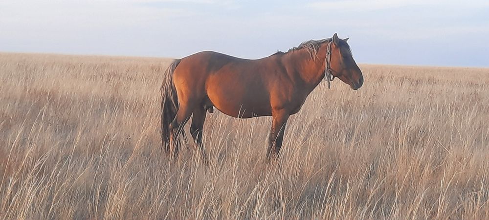 Жрребец башкирской породы