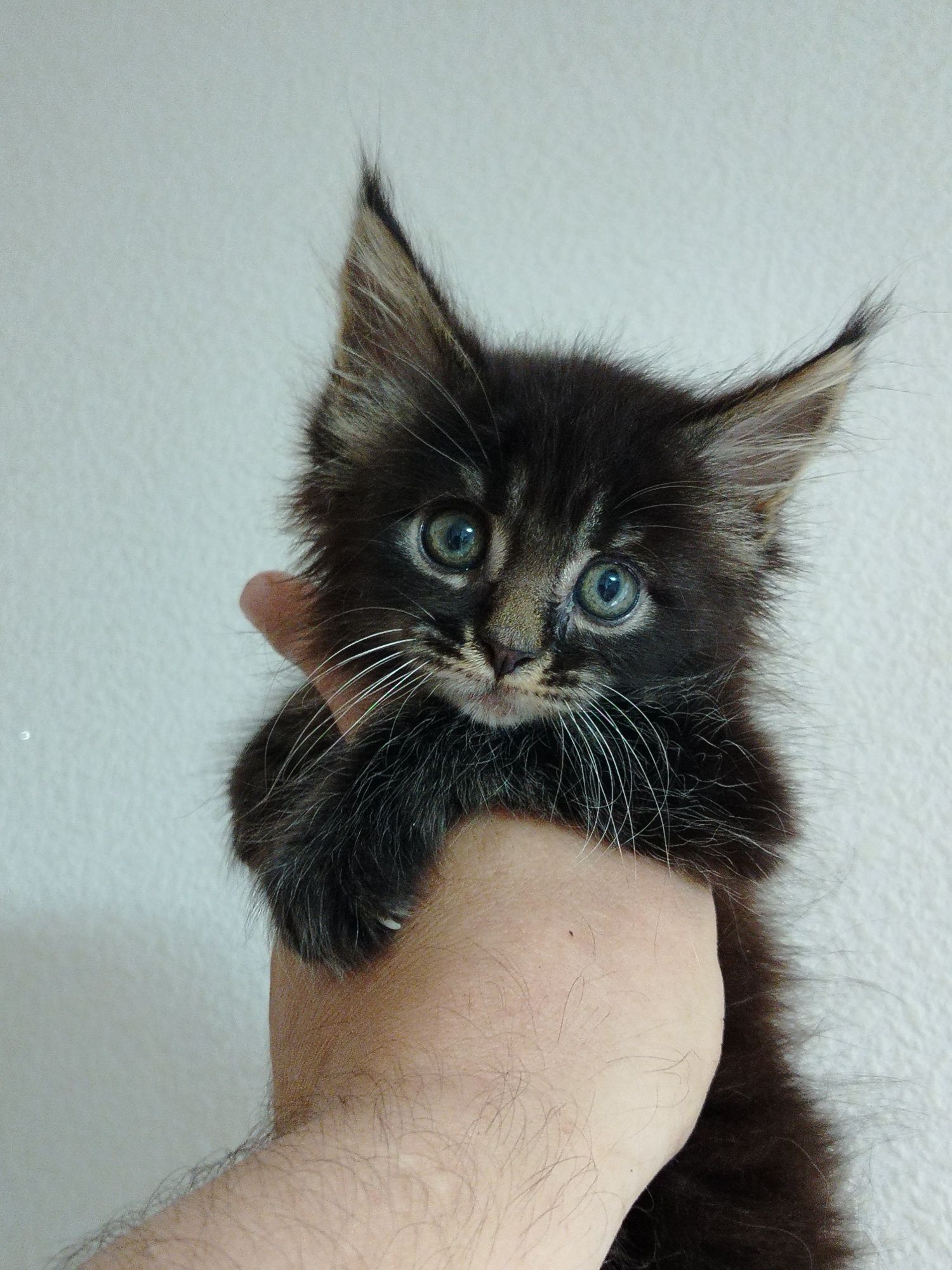 Котята Мейн куны из питомника