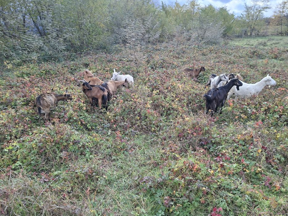 Vand      12      capre