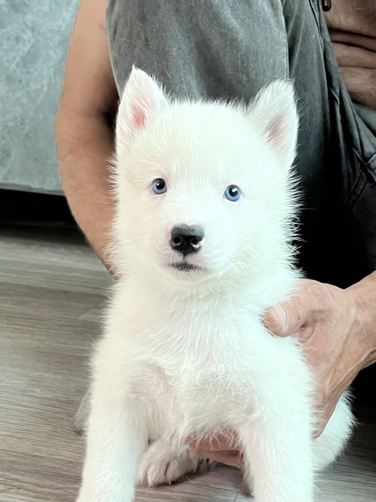 Щенки хаски 1 месяц