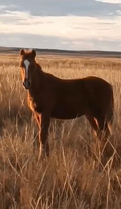 Жабагылар сатылады