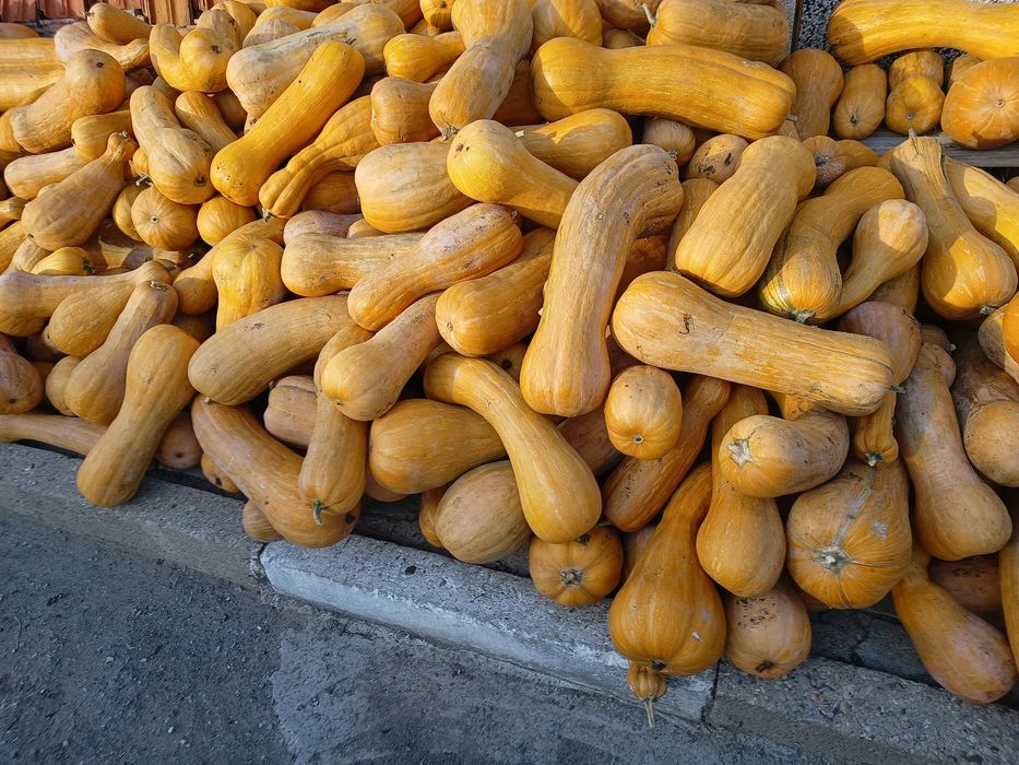 Тикви цигулки МУСКАТНИ