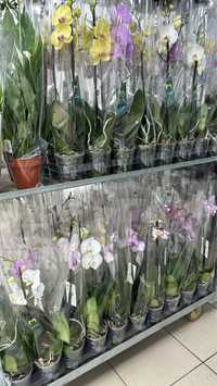Орхидея/ комнатные растения/ гвоздики / женское счастье на той