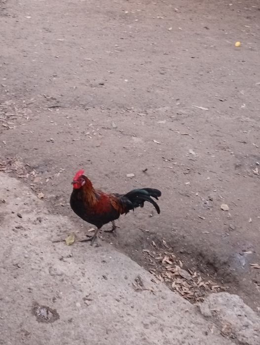 Găinușe pitice..