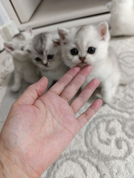 Продается шотландские шиншиллы